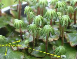 Attēlu rezultāti vaicājumam “Craterium leucocephalum stalked”