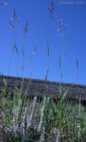 Attēlu rezultāti vaicājumam “Bromopsis inermis”