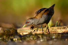 Image result for Porzana parva