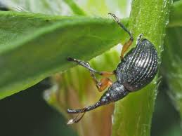 Attēlu rezultāti vaicājumam “Protapion sp.”