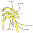 <b>Accessory nerve</b>
