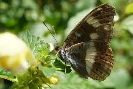 Attēlu rezultāti vaicājumam “Limenitis camilla”