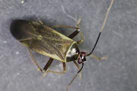 Attēlu rezultāti vaicājumam “Adelphocoris seticornis”