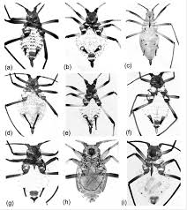 Attēlu rezultāti vaicājumam “Macrosiphoniella millefolii”