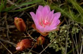 Attēlu rezultāti vaicājumam “Libanotis montana flower”