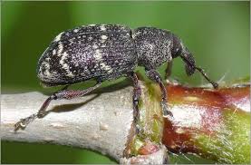 Attēlu rezultāti vaicājumam “Hylobius pinastri”