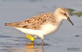 Image result for Calidris pusilla