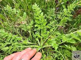 Attēlu rezultāti vaicājumam “Daucus carota subsp. carota leaf”