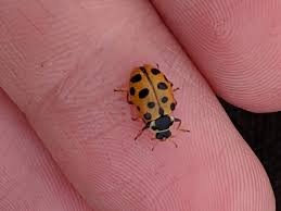 Attēlu rezultāti vaicājumam “Hippodamia tredecimpunctata”