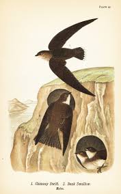 Image result for Chaetura pelagica