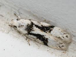 Attēlu rezultāti vaicājumam “Carpatolechia alburnella”