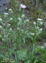Attēlu rezultāti vaicājumam “Erigeron acris”