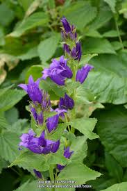 Attēlu rezultāti vaicājumam “Campanula latifolia”