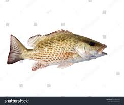 Image result for Lutjanus griseus