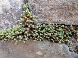 Attēlu rezultāti vaicājumam “Encalypta streptocarpa sporophyte”