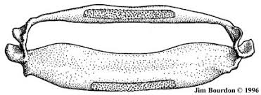 Image result for Mobula hypostoma