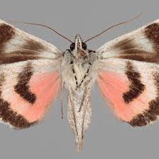 Attēlu rezultāti vaicājumam “Catocala pacta”