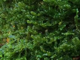 Attēlu rezultāti vaicājumam “Porella platyphylla”