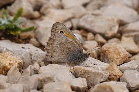 Attēlu rezultāti vaicājumam “Hyponephele lycaon male”