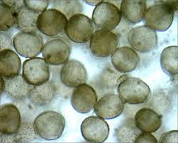 Attēlu rezultāti vaicājumam “Physarum alexandrowiczii sessile”