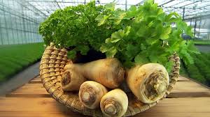 Image result for Petersilie