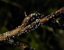 Attēlu rezultāti vaicājumam “Lachnella alboviolascens”