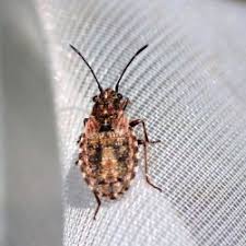 Attēlu rezultāti vaicājumam “Nithecus jacobaeae”