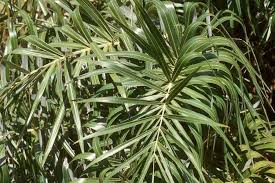 Attēlu rezultāti vaicājumam “Arenaria procera leaf”