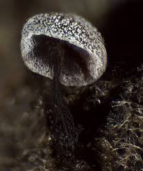 Attēlu rezultāti vaicājumam “Didymium clavus”