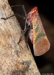 Attēlu rezultāti vaicājumam “Fuligo licentii macro”