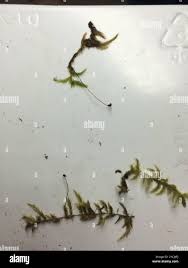 Attēlu rezultāti vaicājumam “Brachythecium salebrosum sporophyte”