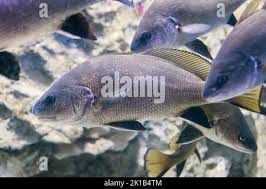 Image result for Sciaena umbra