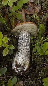 Attēlu rezultāti vaicājumam “Leccinum versipelle”