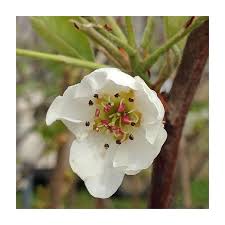 Attēlu rezultāti vaicājumam “Pyrus communis flower”