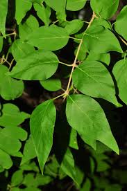 Attēlu rezultāti vaicājumam “Syringa reticulata subsp. amurensis”