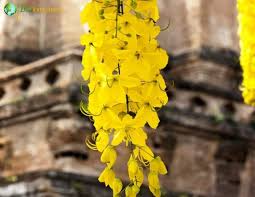 Attēlu rezultāti vaicājumam “Laburnum alpinum flower”