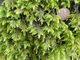 Attēlu rezultāti vaicājumam “Anomodon attenuatus sporophyte”