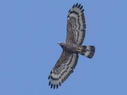 Attēlu rezultāti vaicājumam “Pernis apivorus adult”