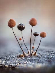 Attēlu rezultāti vaicājumam “Comatricha sp.”