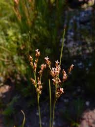 Attēlu rezultāti vaicājumam “Juncus conglomeratus fruit”