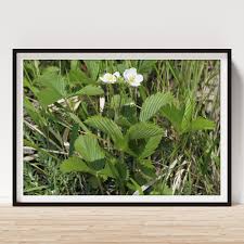 Attēlu rezultāti vaicājumam “Fragaria viridis”