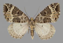 Attēlu rezultāti vaicājumam “Ecliptopera silaceata”