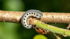 Attēlu rezultāti vaicājumam “Tenthredinidae”