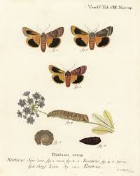 Attēlu rezultāti vaicājumam “Noctua fimbriata imago”