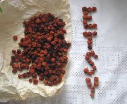 Attēlu rezultāti vaicājumam “Sorbus aucuparia fruit”