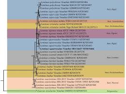 Attēlu rezultāti vaicājumam “Lentinus suavissimus”