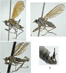 Attēlu rezultāti vaicājumam “Empididae”