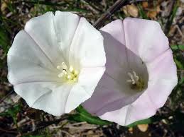 Attēlu rezultāti vaicājumam “Calystegia inflata flower”