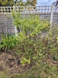 Attēlu rezultāti vaicājumam “Prunus spinosa”