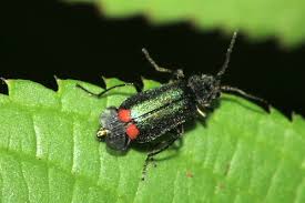 Attēlu rezultāti vaicājumam “Malachius bipustulatus”